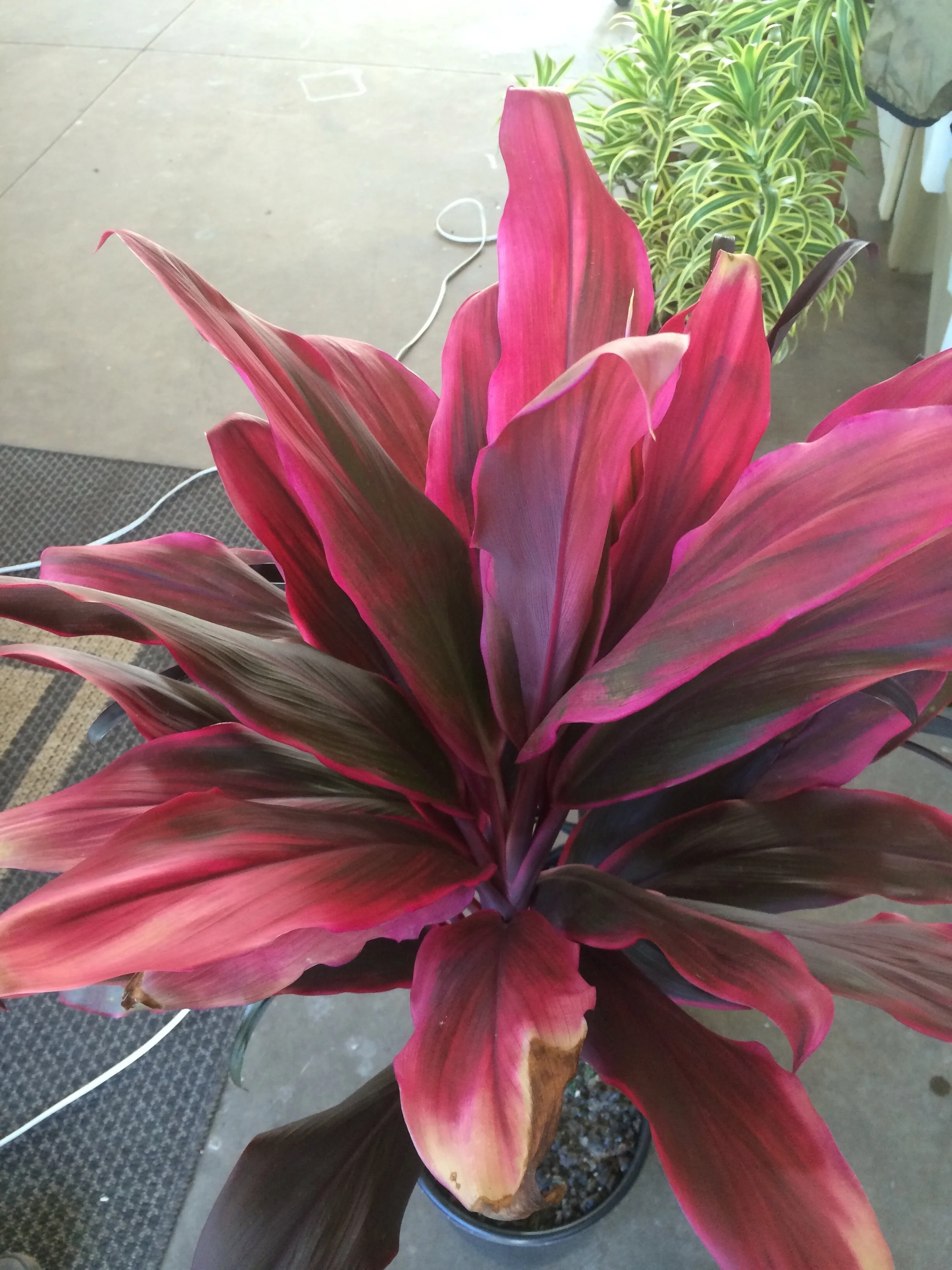 アビス NEW TAENIA タエニア ストーンピンク Cordyline+terminalis+'Envy'.